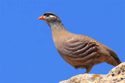 Пустынная куропатка — Ammoperdix griseogularis / Статьи / Птицы Европы