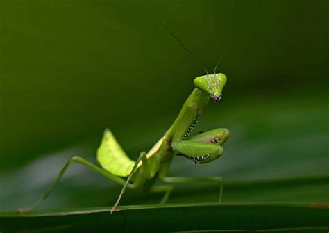 The Deadly Courtship: Why Female Praying Mantises Eat Their Mates