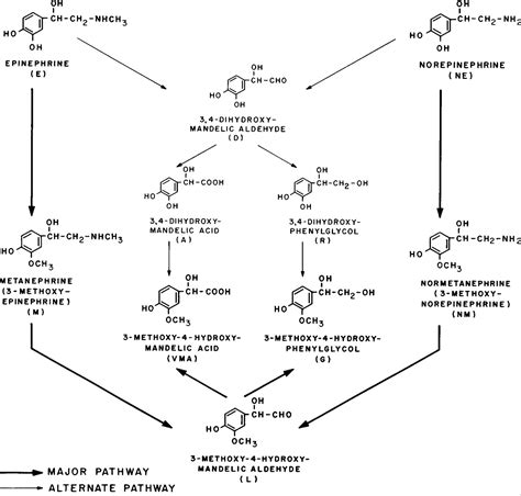 Simultaneous Urinary Assays For The Combined Metanephrines And 3