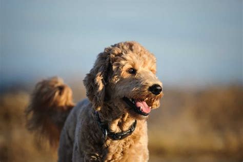 The Ultimate Guide To Gorgeous Goldendoodle Colors