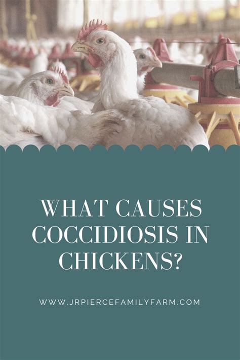 Coccidiosis In Chickens Everything You Need To Know Artofit