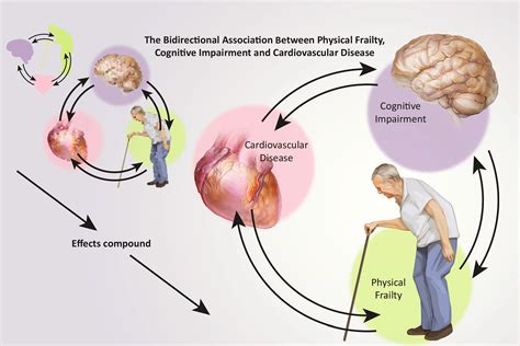 Role Of Cognitive Frailty In Older Adults With Cardiovascular Disease