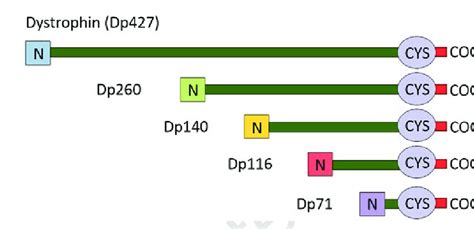 1 The human dystrophin gene and corresponding protein products. Top... | Download Scientific Diagram