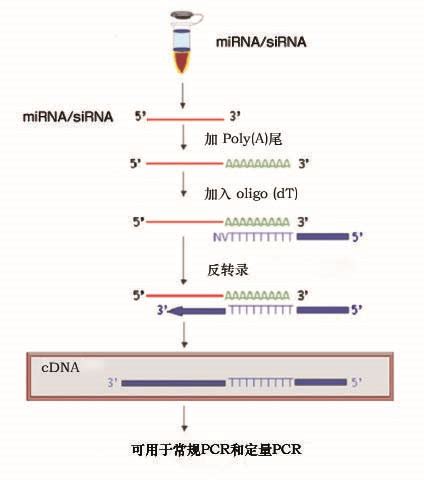 miRNA cDNA第一链合成试剂盒