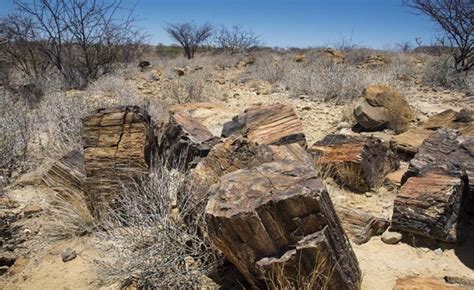 Каменный лес, Petrified Forest - Свакопмунд