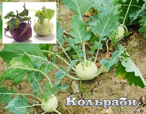 Капуста кольраби - выращивание, сорта, уход и применение в кулинарии