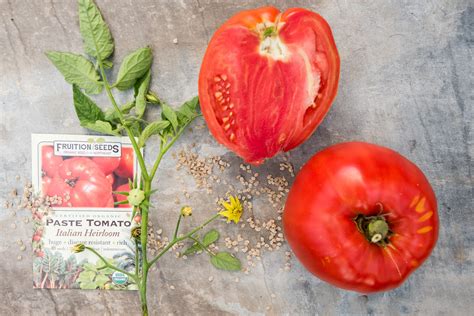 How And When To Start Tomato Seeds Indoors