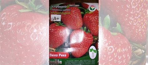 Саженцы клубники купить в Омске с доставкой | Товары для дома и дачи ...