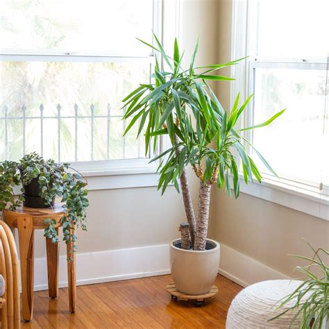 Yucca care, the perfect indoor plant - Complete Gardering