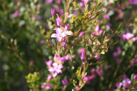 Boronia crenulata – Aniseed Boronia | Gardening With Angus