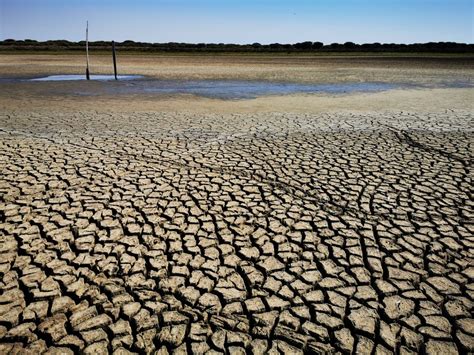 Estación Biológica De Doñana La Batalla Final Contra El Cambio Climático