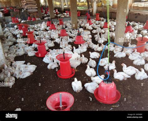 Poultry Farming In India Stock Photo Alamy