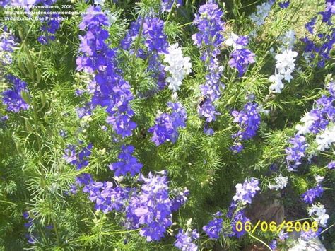 PlantFiles Pictures: Rocket Larkspur (Consolida ambigua) by htop