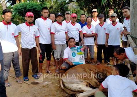 Muhammadiyah Lamteng Kurban Ekor Sapi Dan Kambing