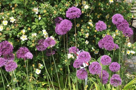 Kastrup Copenhagen Denmark 26 May 2022 Tall Purple Allium Azureum