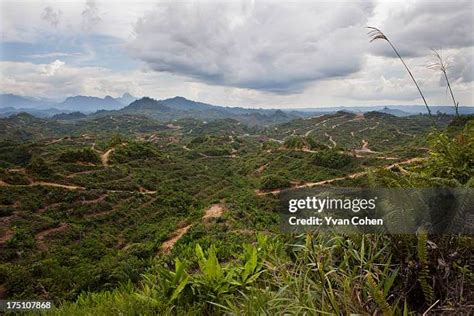 172 Deforestation In Borneo Stock Photos, High-Res Pictures, and Images ...