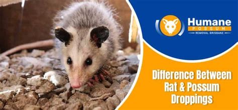 Possum Droppings - Difference Between Rat & Possum Droppings - Humane Possum Removal Brisbane