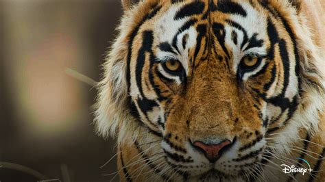 First Look At DisneyNature’s “Tiger” – What's On Disney Plus