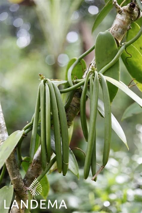 Absolue Vanille Bio Extrait Naturel D Exception