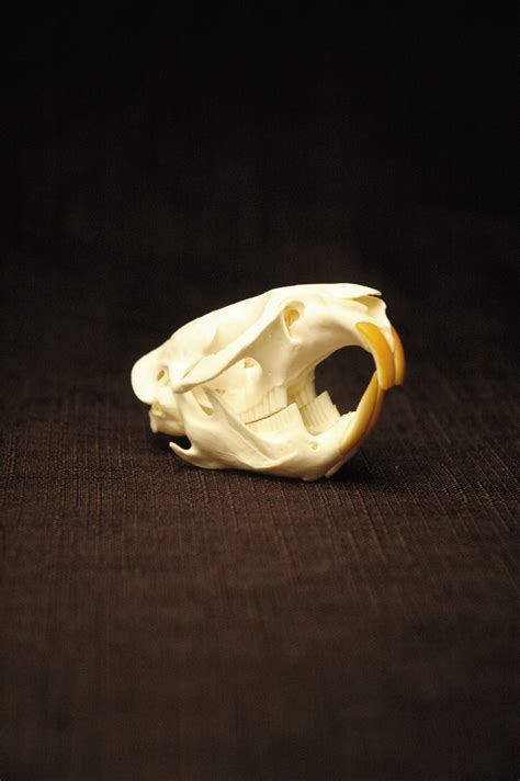 Muskrat Skull