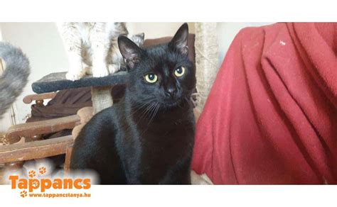 Bigyó - Tappancs Tanya 