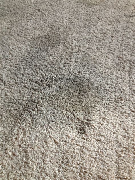 The Everyday Cinderella: Get rid of those carpet stains!