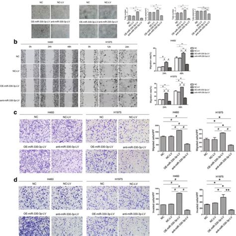 Over Expression Of Mir P Induces The Ability Of Tube Formation