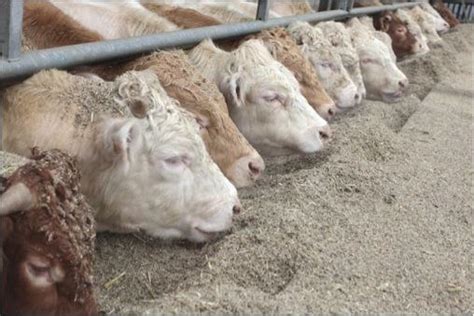 Le Système Inra Des Unités Alimentaires Des Ruminants En Cours De