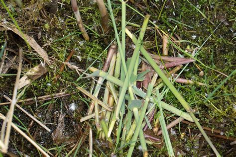 Water Vole Feeding Remains Abk Flickr