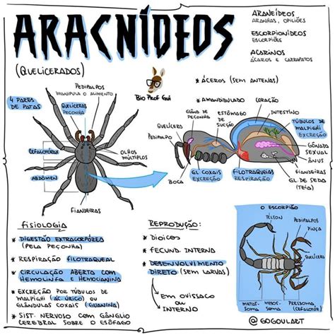 Aracnídeos Classificações Inferiores - Diagrama De Aracnideos Accidentes Por Mordeduras De Arañas