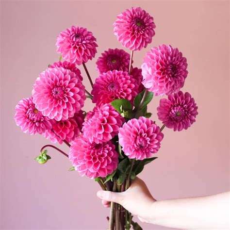 Dahlia Flower Bouquet - EARLY BIRD FLOWERS