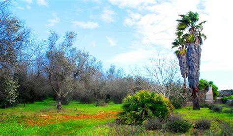 Pascaredda Vendita Terreno Agricolo Con Volumetria Ad Alessano