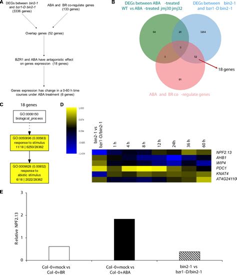 Frontiers Histone Demethylases Coordinate The Antagonistic