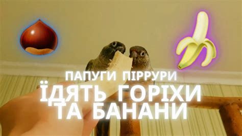 Папуги Піррури їдять банани та горіхи - YouTube