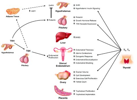 Effects Of Thyroid Hormones On Reproductive Physiology Interactions Download Scientific