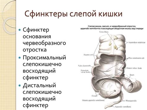 Сфинктеры пищеварительной системы - online presentation