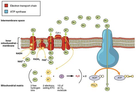 Cellular Respiration Human Biology