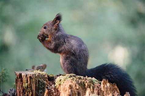 Red Squirrel Lat Sciurus Vulgaris By Stocksy Contributor Peter