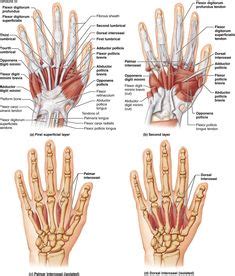 15 Ergo-Ideen | anatomie und physiologie, anatomie lernen, physiologie
