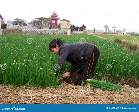 Farmer Harvest Onion In The Field Editorial Stock Photo Image Of