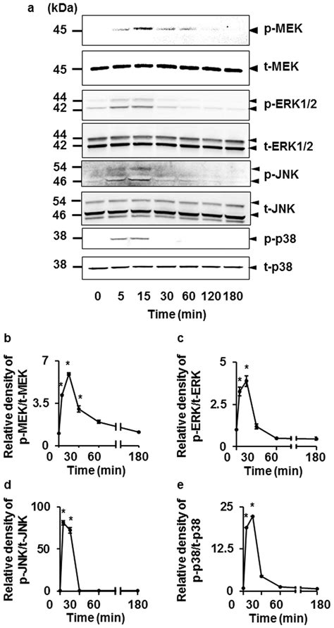 Il 1β Induced Phosphorylation Of Mek Erk12 Jnk And P38 A In