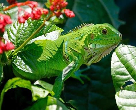 C Mo Alimentar A Mi Iguana Pasos