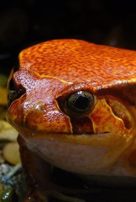 Tomato Frog – Clyde Peeling's Reptiland