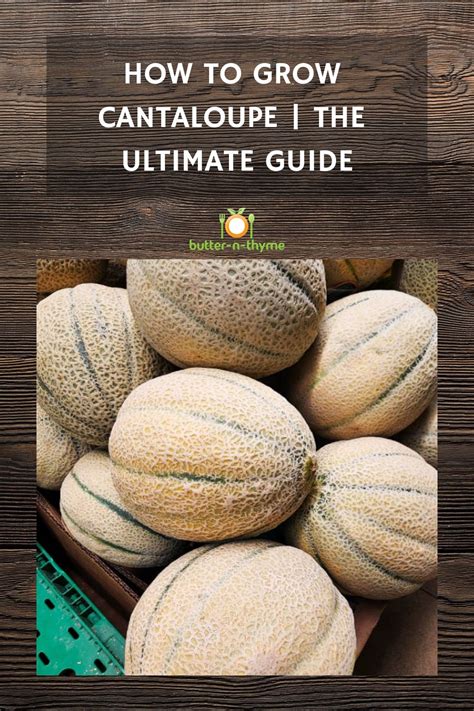 Planting Cantaloupe Growing Cantaloupe Growing Melons Cantaloupe And