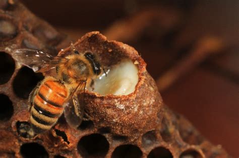 Bee UA пчеловодство для всех: Пчелиный воск Маточное молочко