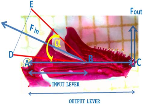 Bite force model illustration. Fout is a Force output at the tip of the ...