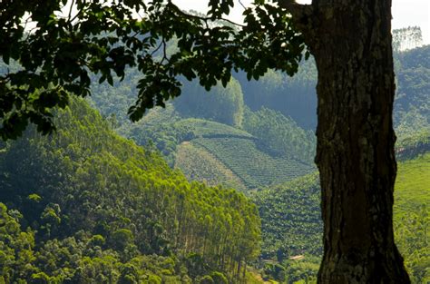 Banco De Imagens Rvore Natureza Ecologia Pa S Vegeta O Verde