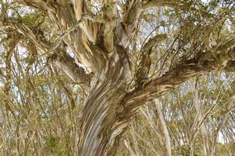 Eucalyptus Pauciflora Subsp Niphophila Alpine Snow Gum