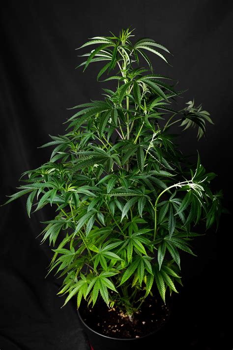 Sensi Seeds Banana Kush Cake Feminized Grow Diary Journal Week By