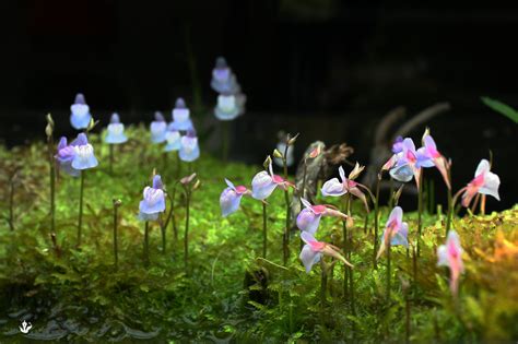 Utricularia Graminifolia